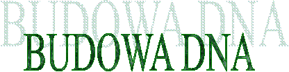 BUDOWA DNA